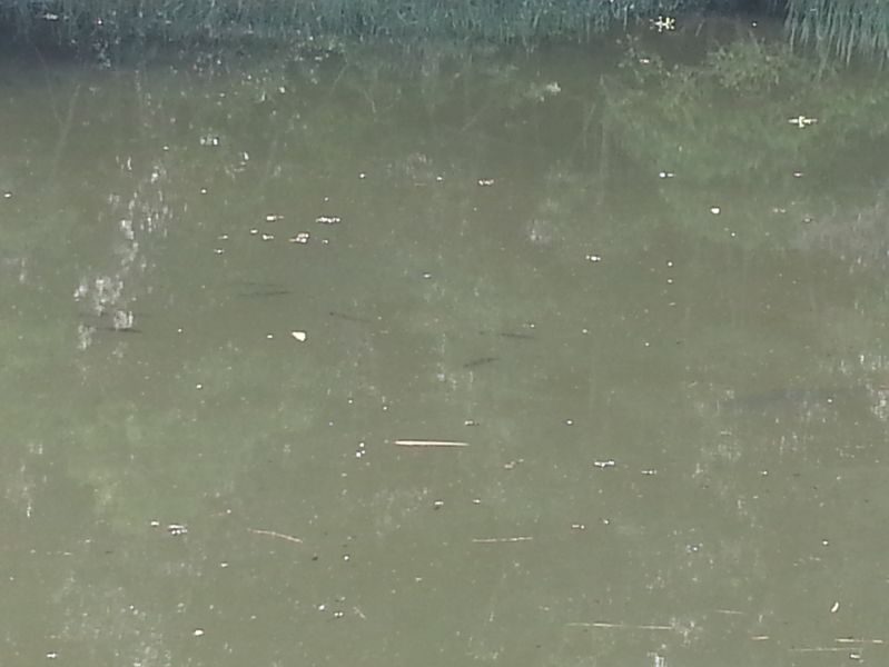 se observar bem verá vários tucunarés, muito fácil de vê-los devido a cor da água e a grande quantidade, tem uma sombra maior à direita, é uma carpa enorme que deu o ar da graça