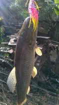 Traíra no Spinner bait
