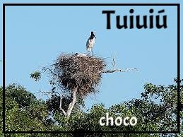 Tuiuiú2.JPG