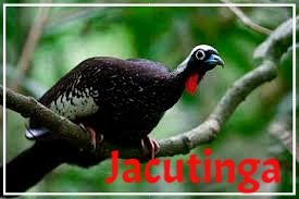 Jacutinga.jpg