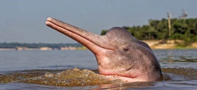 Araguaia3.JPG.16a9f04878faeacbb96628e90de458db.JPG
